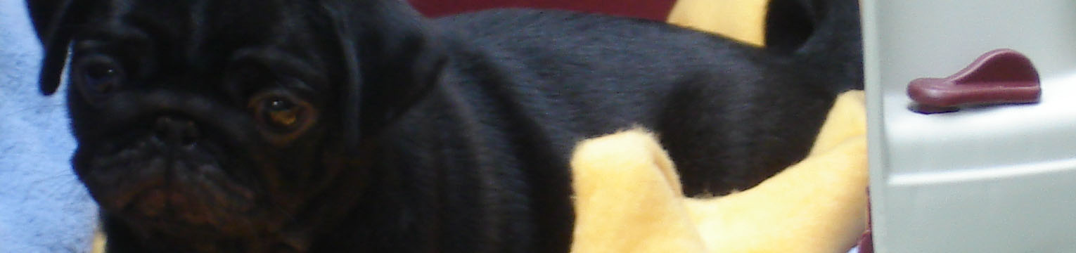 MIB Mops in Black