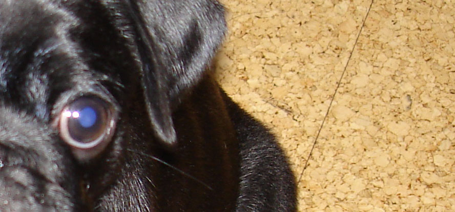 MIB Mops in Black