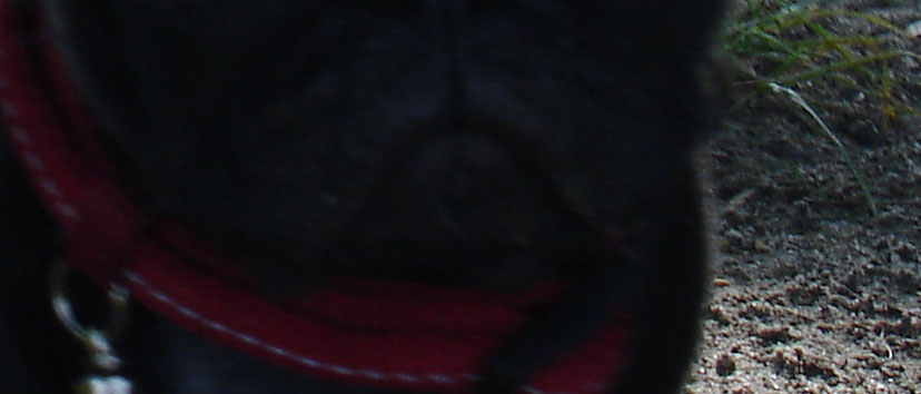 MIB Mops in Black?