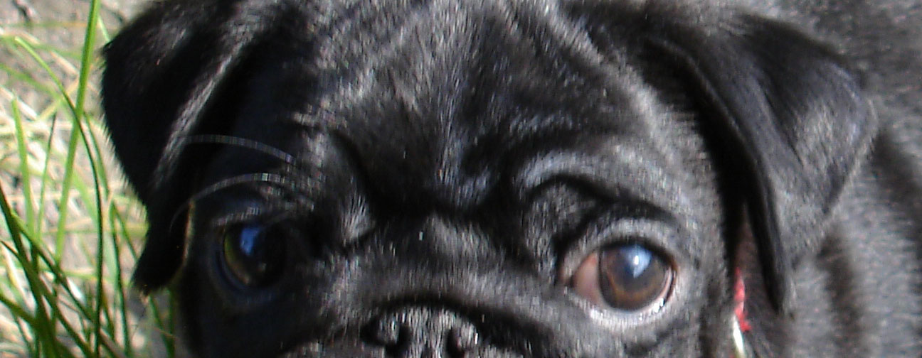 MIB Mops in Black?
