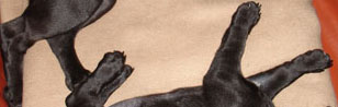 MIB Mops in Black