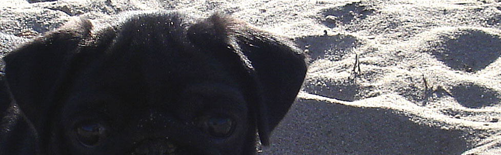 MIB Mops in Black?