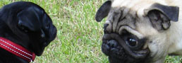 MIB Mops in Black