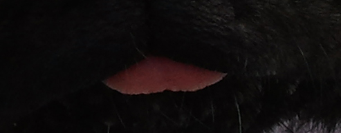 MIB Mops in Black?